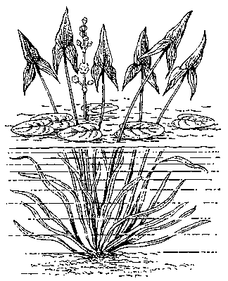 Рис. 2. Изменение формы листьев на одном и том же экземпляре стрелолиста в зависимости от условий среды.