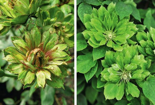 Слева: роза Viridiflora. Справа: клематис Green Passion